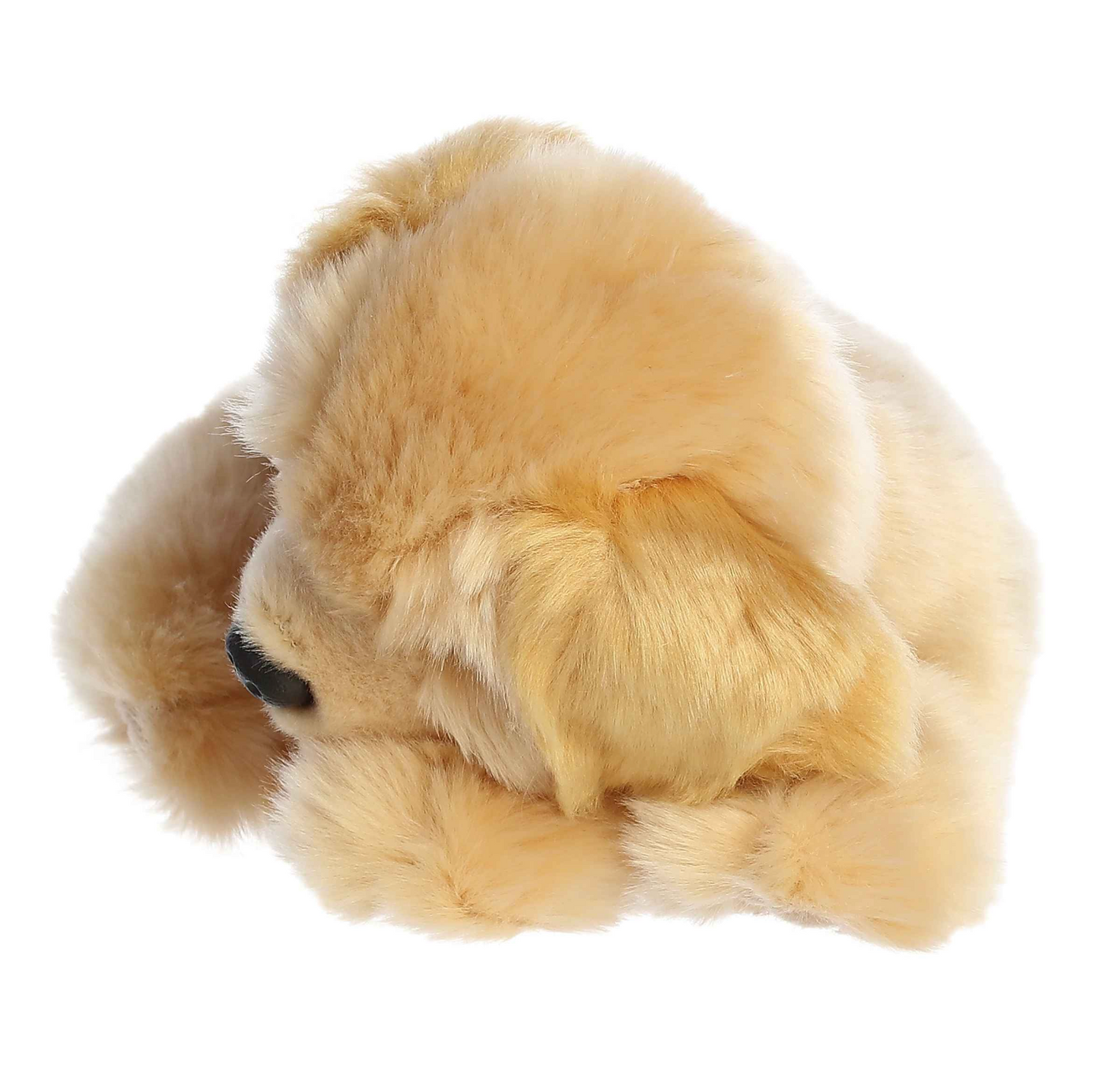 Sleepy Golden Retriever Pup