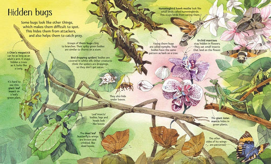 Big Book of Big Bugs