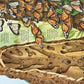 Big Book of Big Bugs