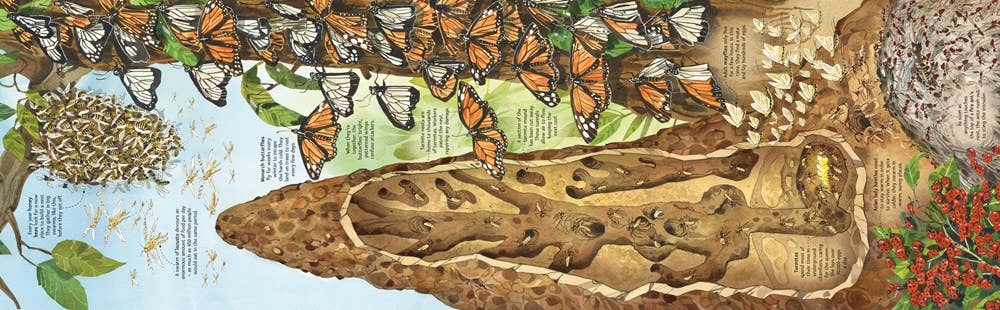 Big Book of Big Bugs