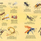 Big Book of Big Bugs