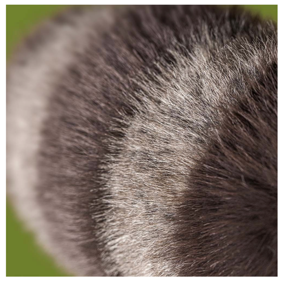 Trixiwoo Raccoon