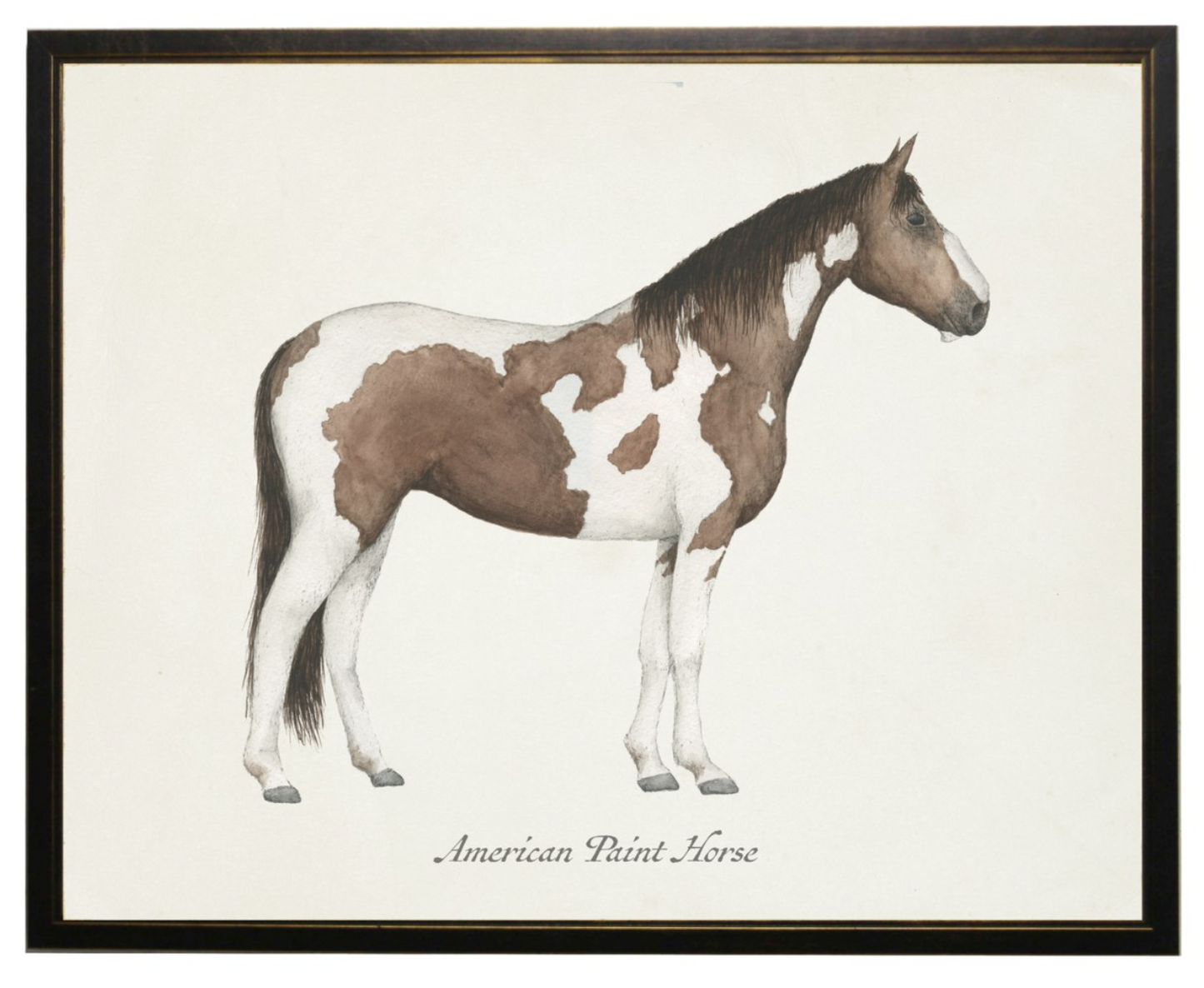 Framed Art, American Paint Horse